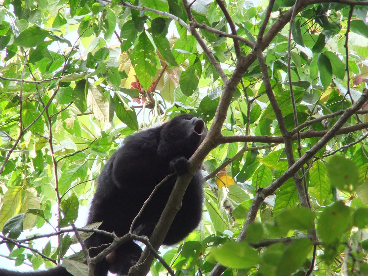 Hickatee Cottages, Belize, Central America Punta Gorda Ngoại thất bức ảnh