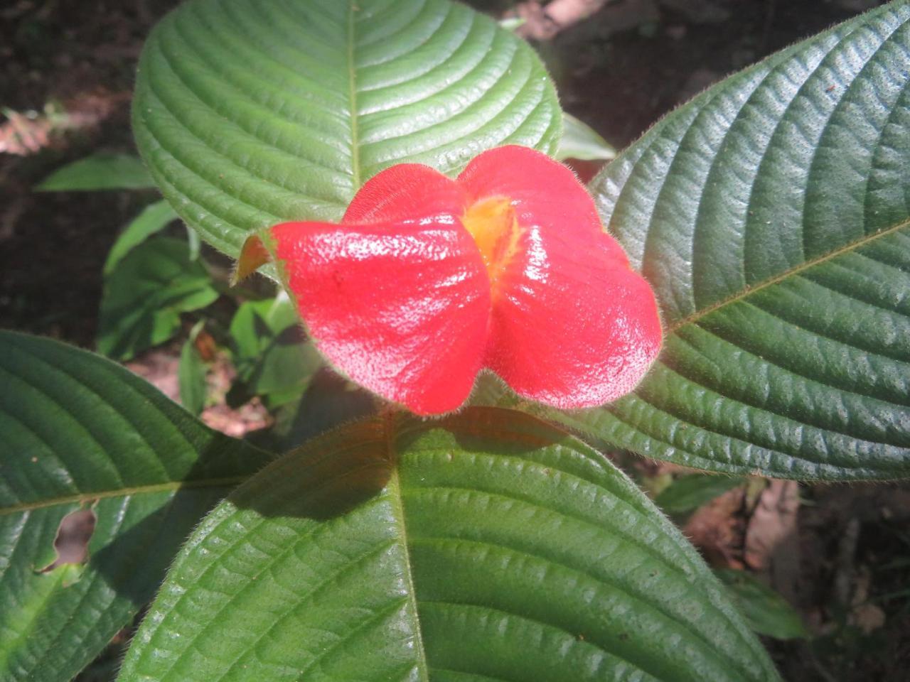 Hickatee Cottages, Belize, Central America Punta Gorda Ngoại thất bức ảnh